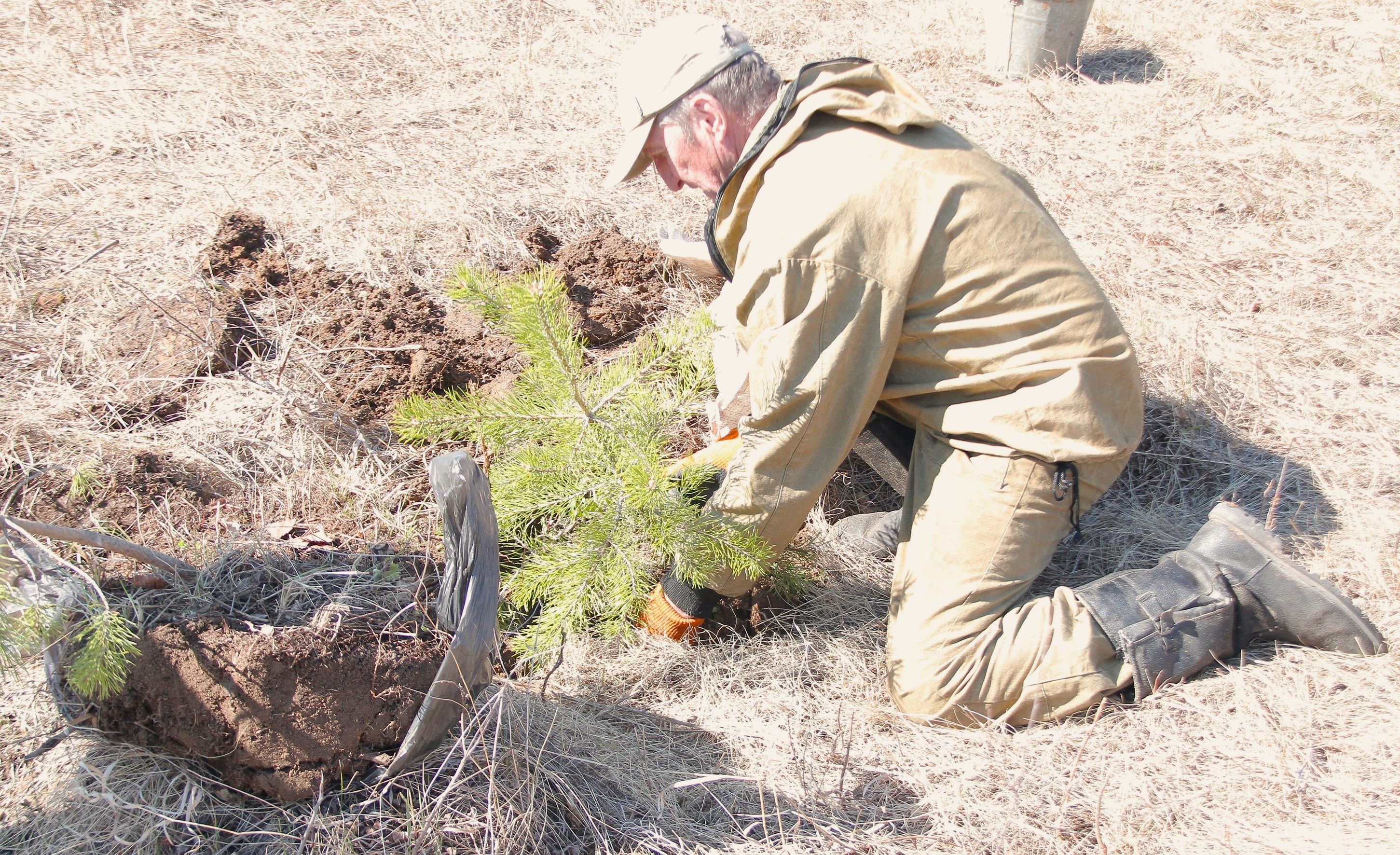 Обнимем наших предков аллеей из хвойников